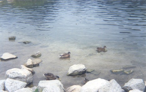 Glupie utki.jpg (36860 bytes)